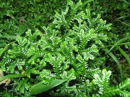 Selaginella petelotii